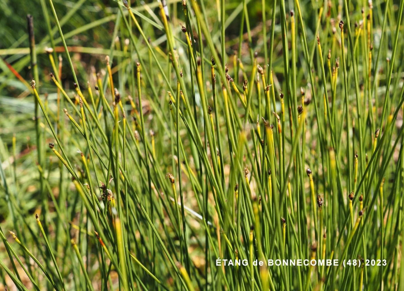 Deer Grass plant